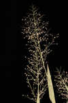 Erectleaf panicgrass